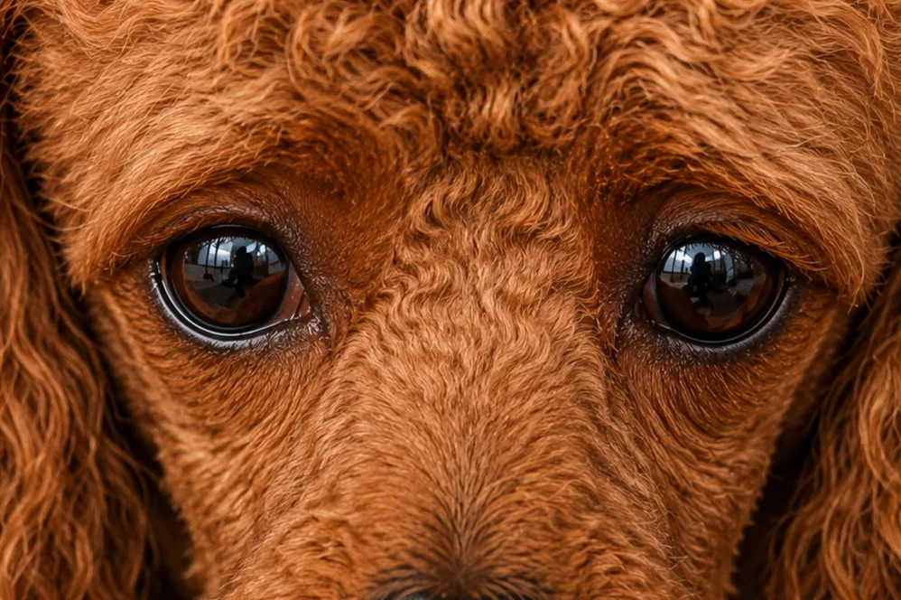 Rescued dog